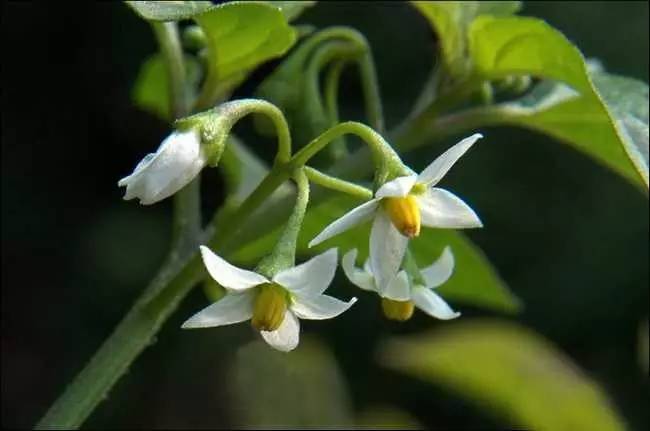 全国各地野外常见植物果子大全