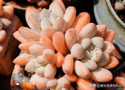 多肉香水，很多肉友都喜欢养，但又有几人知道它其实分2个品种？