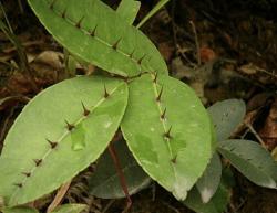 1种草生长在农地里，可以挖2棵种植，叶片带着“刺”，奇特、珍贵