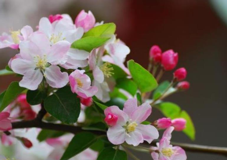 道路两旁“可以开花的树”，你都认识吗？3种花树，来了解下