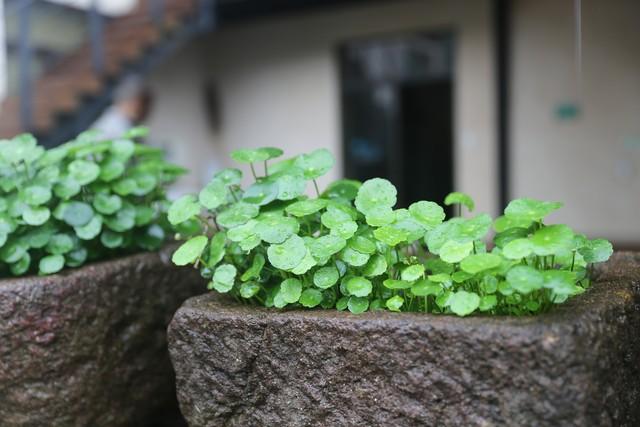 7种蔬菜根，泡一泡水，长出小盆景，掐着叶子吃，又嫩又营养