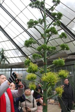 “世纪植物”龙舌兰美丽绽放：这些植物终其一生只为一现