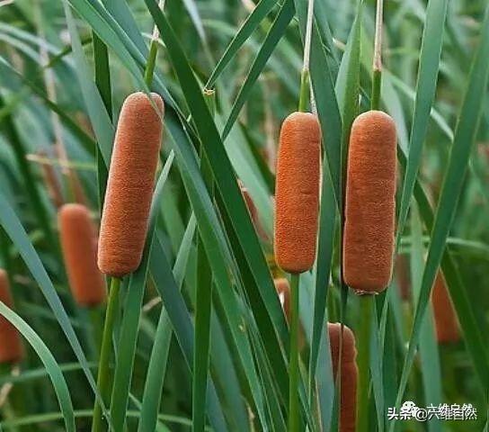 常见又奇特水生植物：香肠树结香肠果实，香蒲草却结出火腿肠花朵