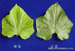 作物“黄叶”是缺什么？种植高手教你区分，科学防治