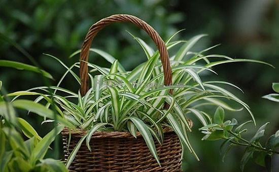 重庆植物租赁推荐办公室租摆首选植物