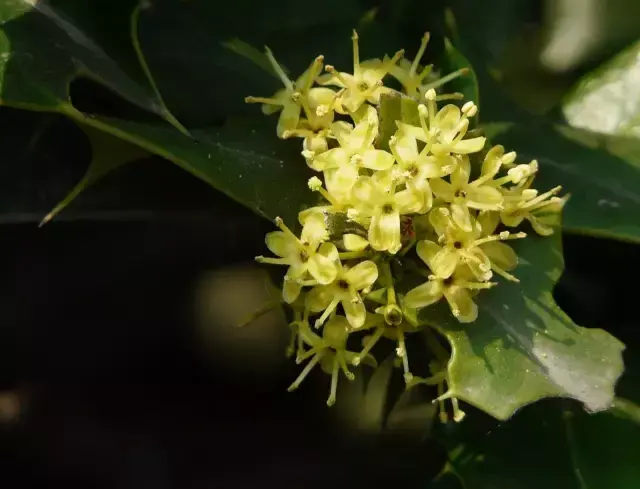 枸骨盆栽的艺术鉴赏及养护管理